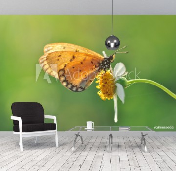 Image de Butterfly and flowers